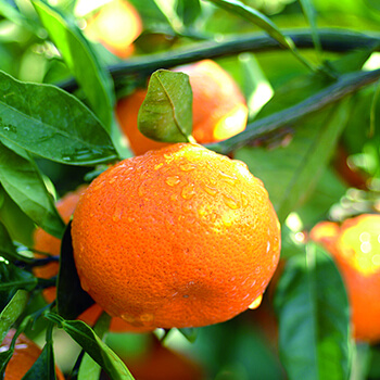 image Mandarin orange