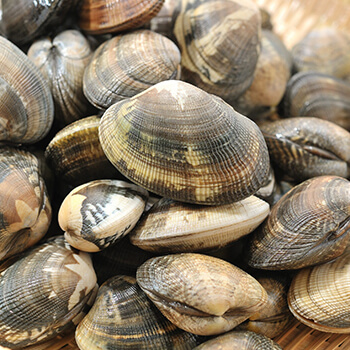 image Asari clams