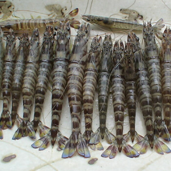 image Japanese tiger prawn