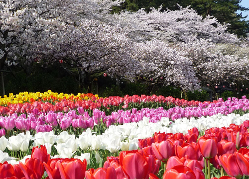 image Amazing Garden - Lake Hamana