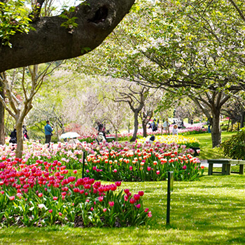 image Hamamatsu Flower Park