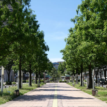 歩道の両側に樹木が植えられている様子の画像