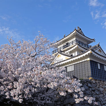 満開の桜に囲まれた浜松城天守閣の様子の画像