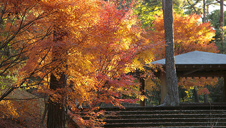 静岡県立森林公園の画像